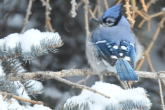 Blue Jay on Snowy Branch