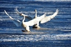 Choreographed-Performance-Swan-Ballet