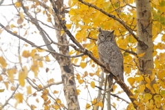 Great Horned Owl on Poplar Branch