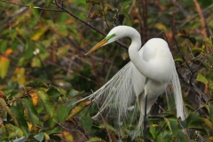 Great White Egret