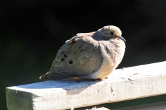 Lonesome-Dove