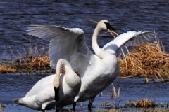 Under My Wing