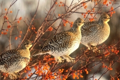Sharptail-Grouse-Trio
