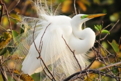 Great White Egret  1
