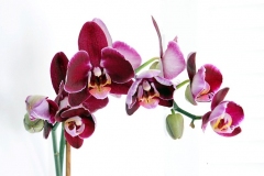 Synchronized Beauty - Orchid