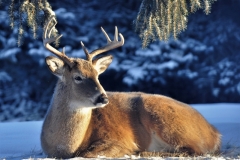 Chillaxing-Deer