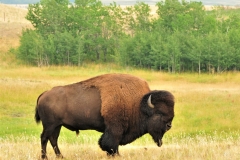 Tatanka