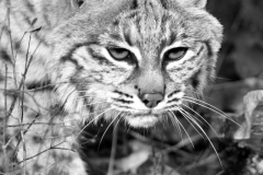 Silent Approach - Bobcat