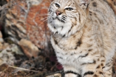 Looking Up - Bobcat