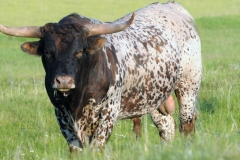 Speckeled-LongHorn