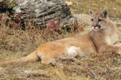 Broken Silence - Mountain Lion