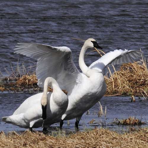 Birds and Waterfowl