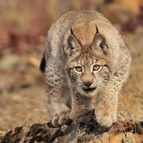 Wildlife and Domestic